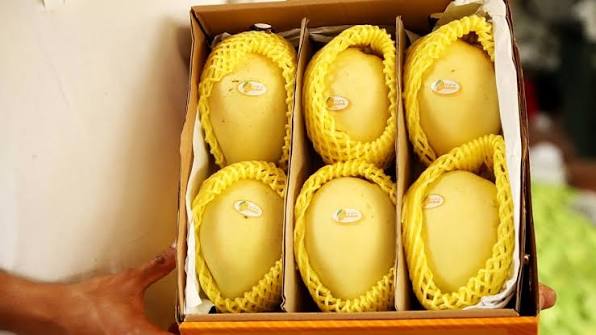 Xoài Cát Chu xuất khẩu