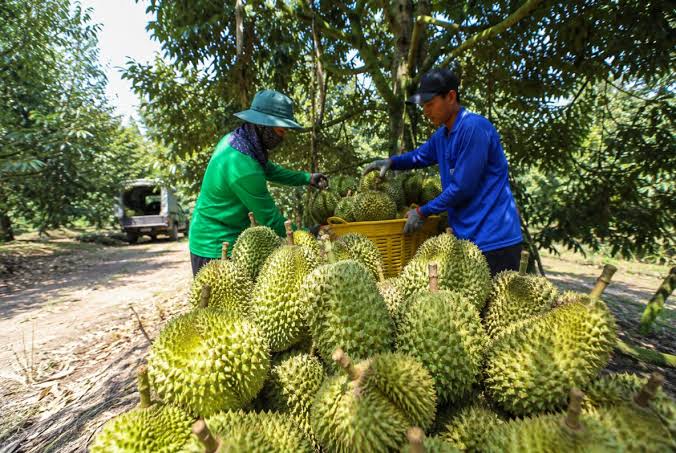 Xây dựng vùng nguyên liệu trái cây sạch xuất khẩu