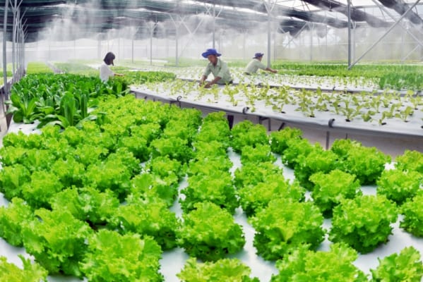 Ứng dụng công nghệ Nhật Bản trong sản xuất rau hữu cơ